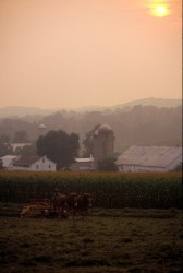 Amish Country In Morning Mist
