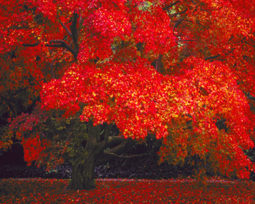 Fgallery 9-4red-tree