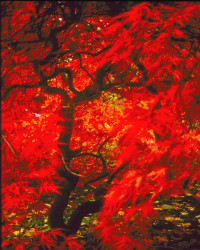 Fgallery9-10red-maple
