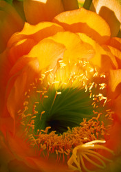 Center Of Cactus Flower