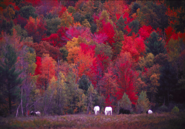 Fall Color In Massachusetts